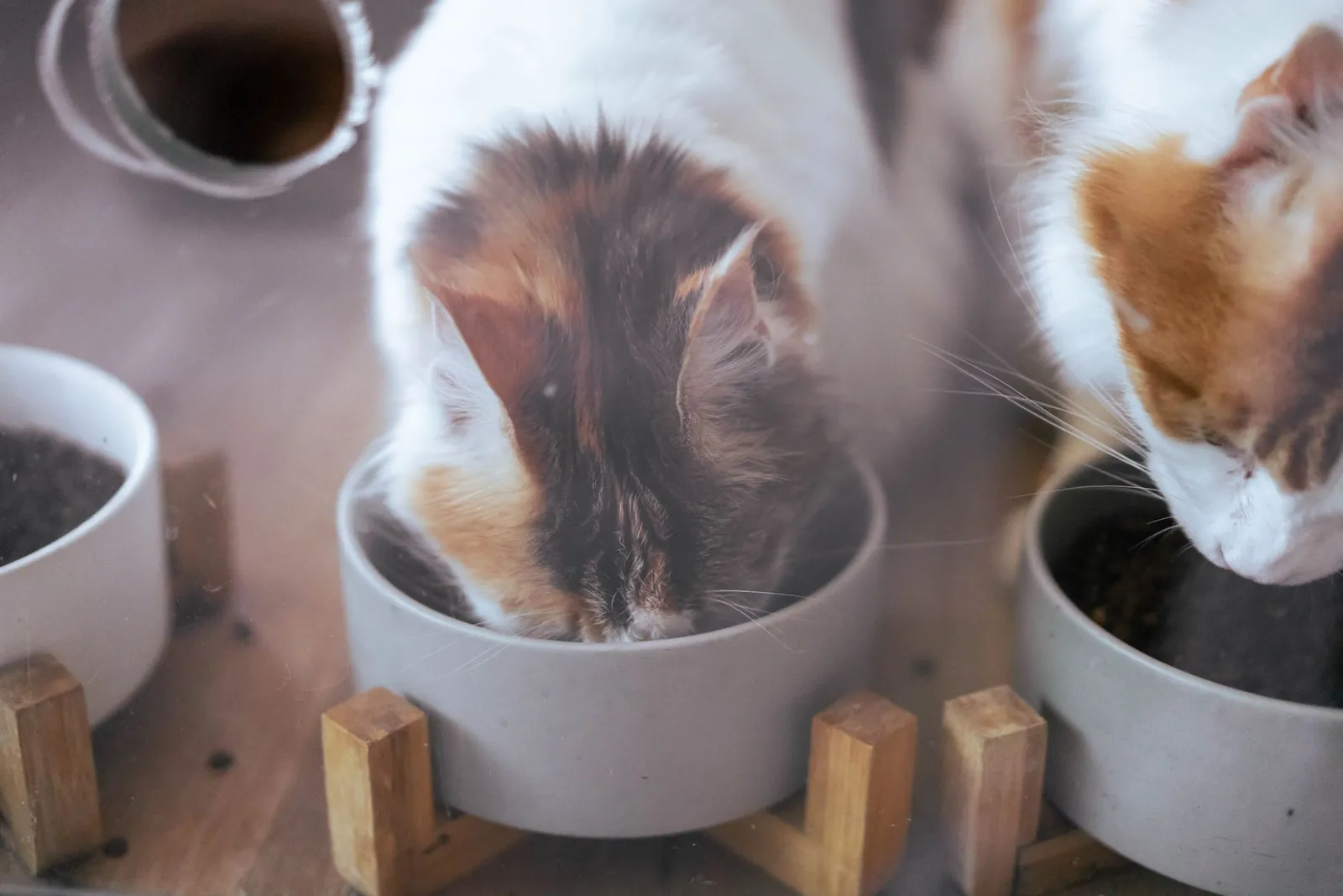 Dois gatos comendo ração em comedouros elevados dentro de casa