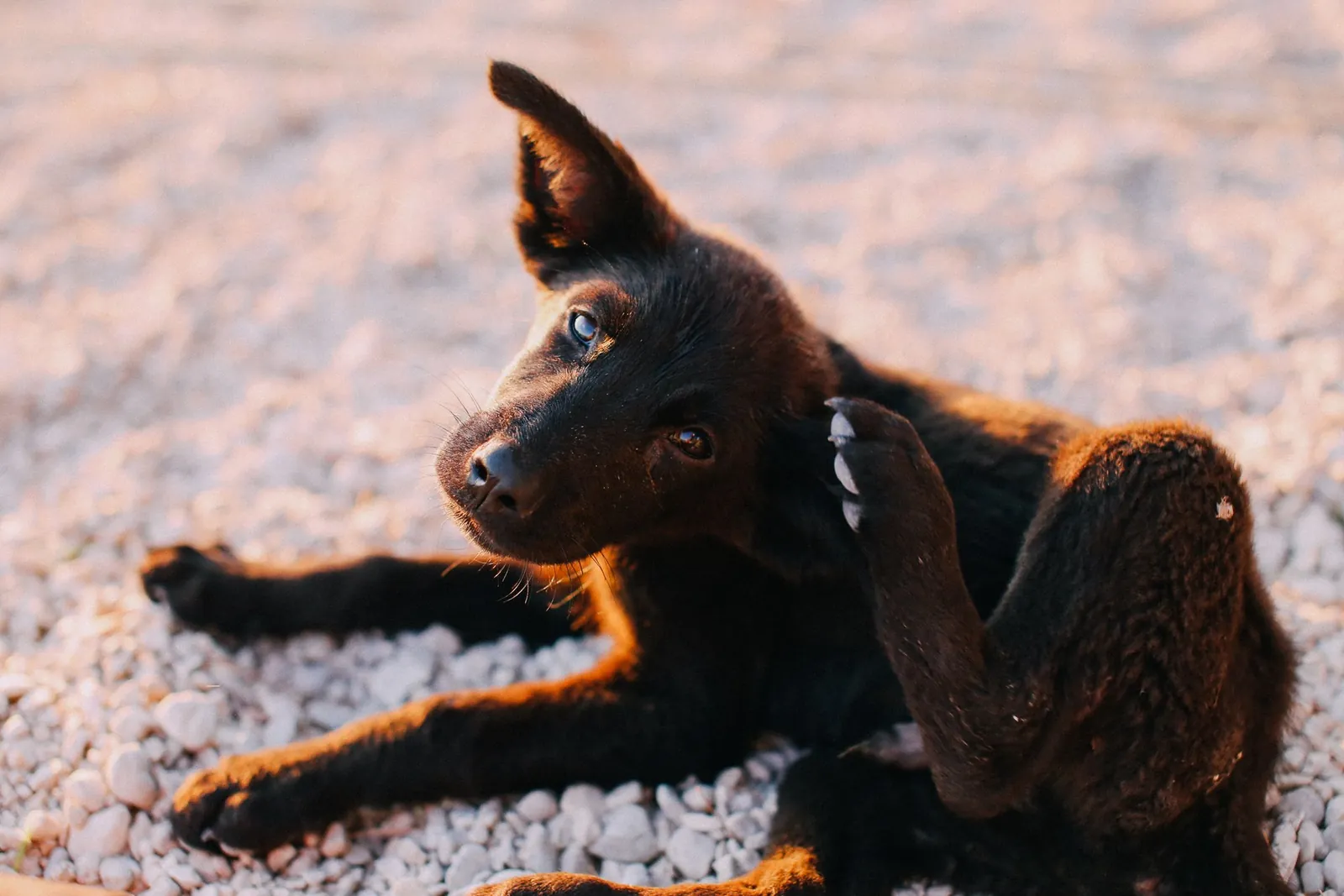 Filhote de cão preto se coçando enquanto descansa ao sol