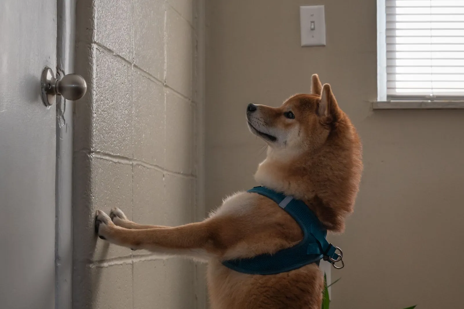 Cão da raça shiba em pé apoiado em uma porta, esperando