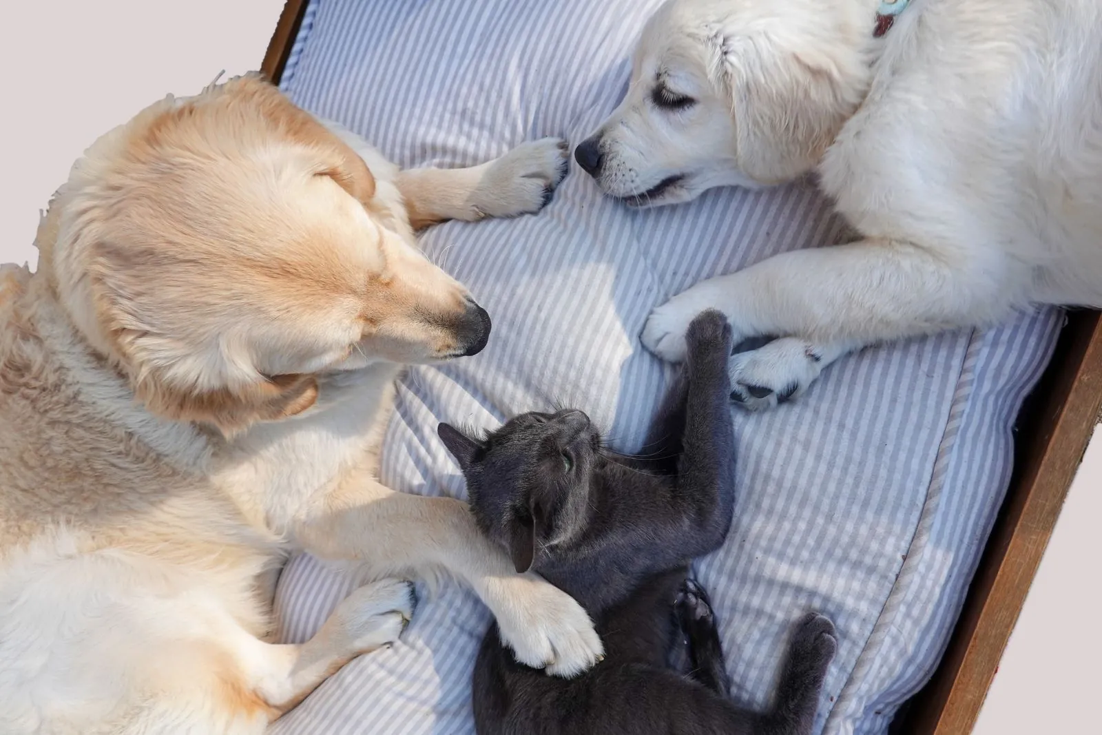Dois cães golden retriever, um adulto e um filhote, deitados numa almofada listrada ao lado de um gato cinza