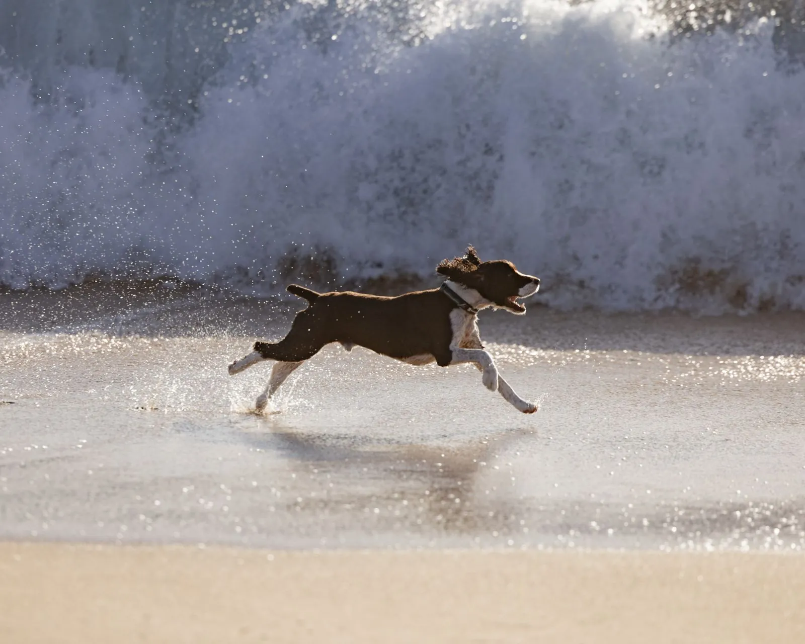 Cão correndo na beira do mar com uma onda ao fundo