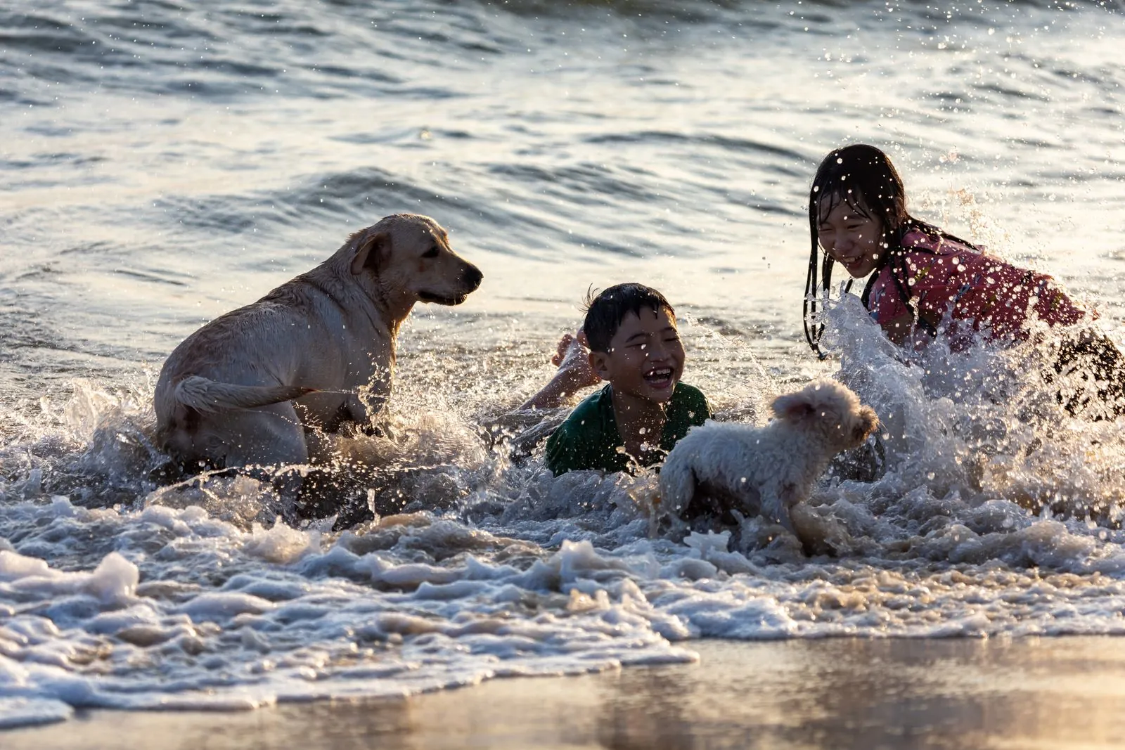 Duas crianças e dois cães brincando juntos nas ondas da praia ao entardecer