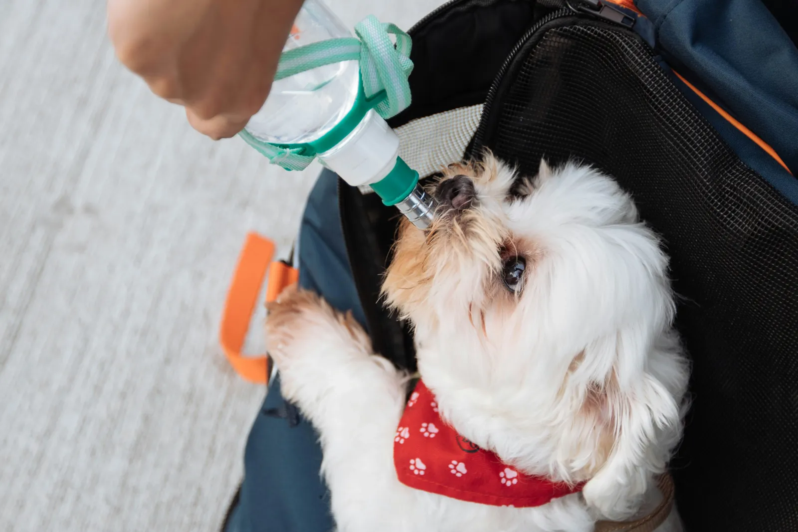 Tutor oferecendo água em uma garrafinha portátil para um cão de pequeno porte durante o passeio