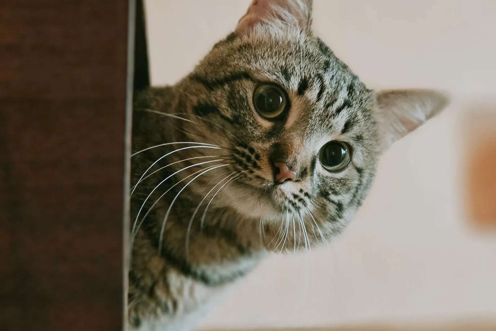 Gato malhado espiando curioso atrás de um móvel dentro de casa