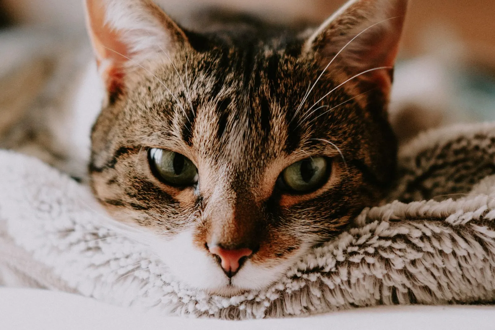 Gato malhado deitado, descansando sobre um cobertor macio