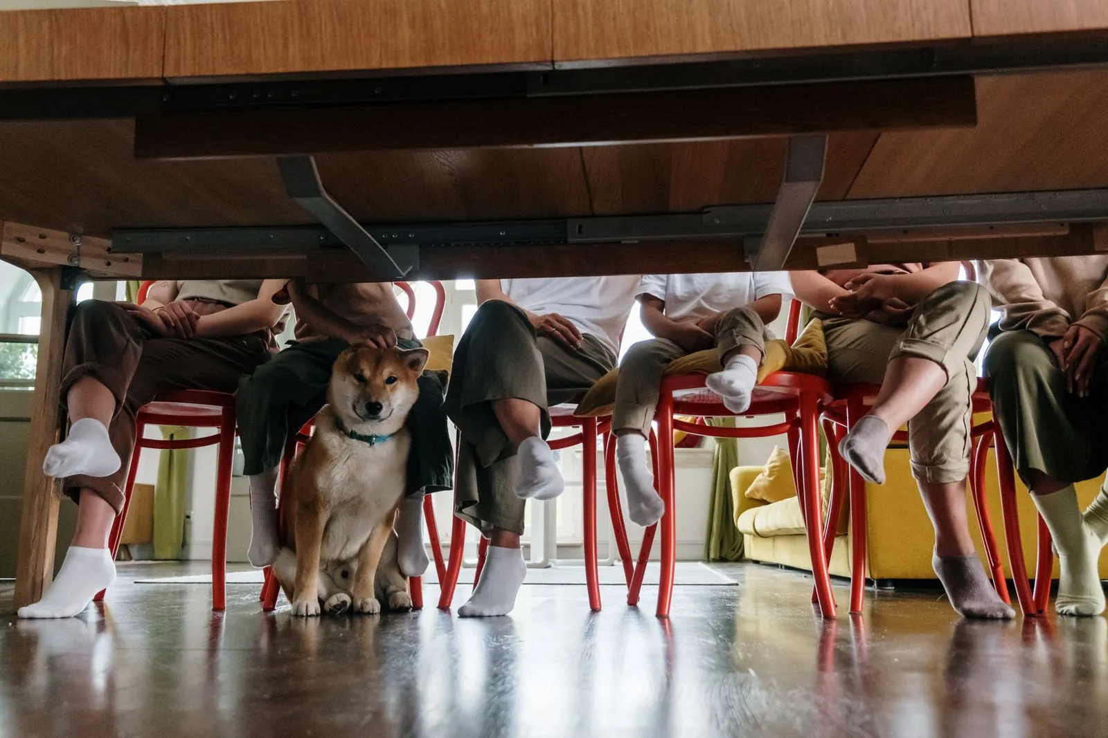 Cão da raça shiba sentado sob a mesa de jantar entre as pernas dos convidados
