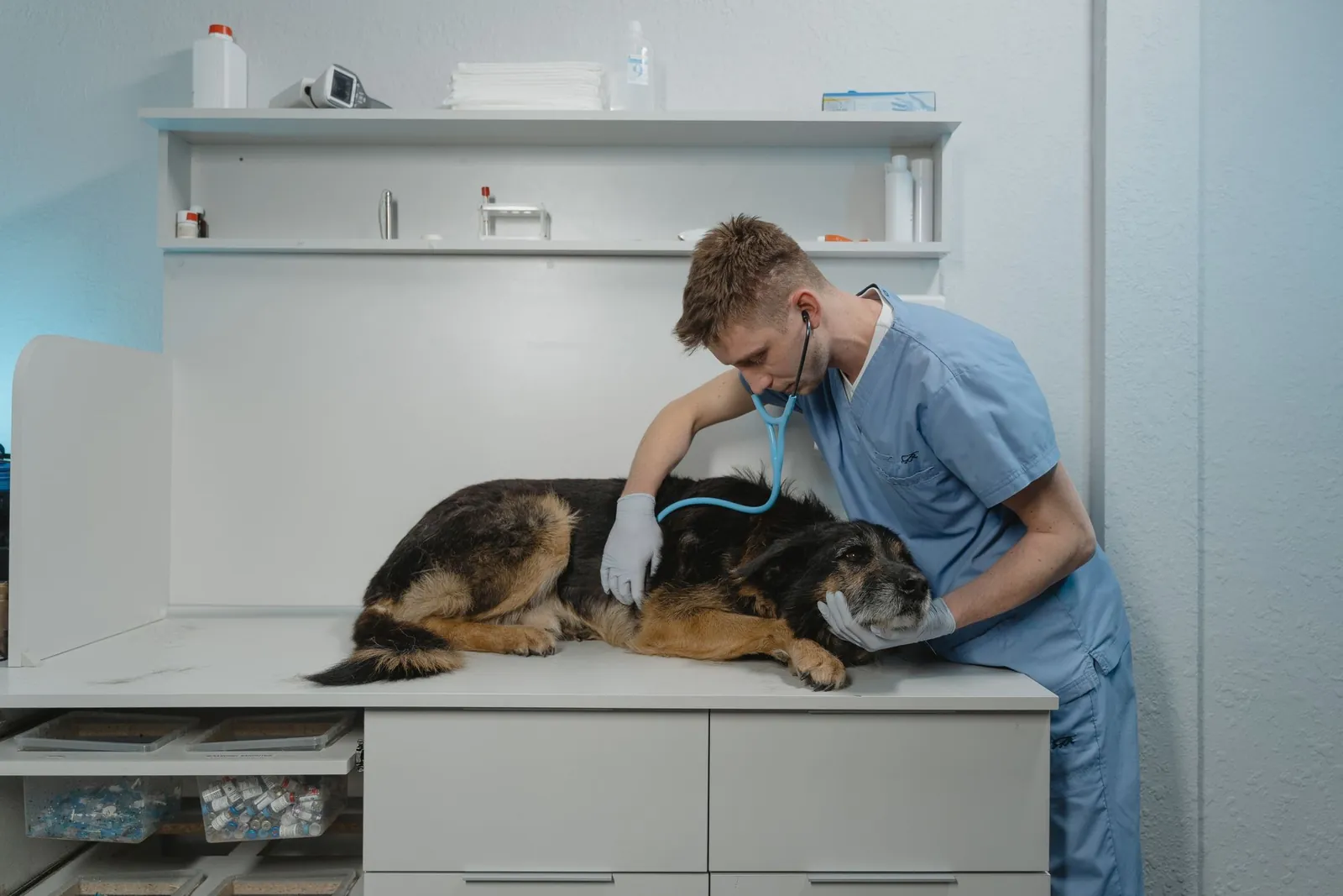 Médico-veterinário examinando um cão sobre a mesa de atendimento