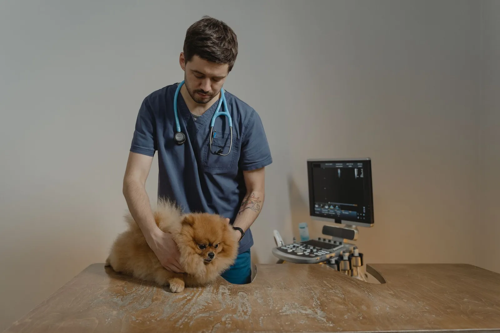Médico-veterinário examinando um spitz alemão sobre a mesa