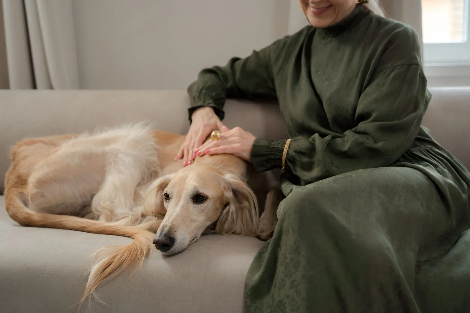 Cão deitado em um sofá recebendo carinho da tutora em casa