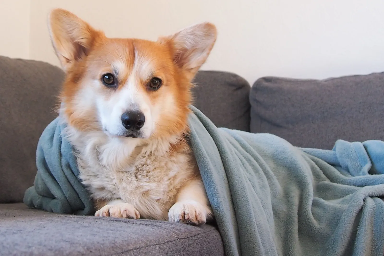 Cão corgi enrolado em um cobertor no sofá em um dia frio