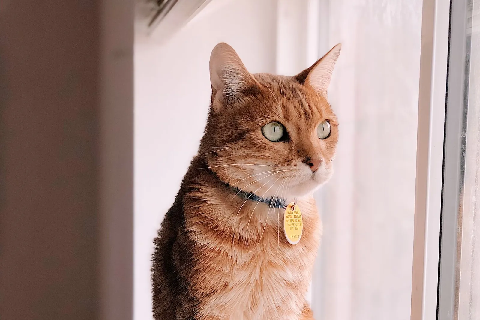 Gato laranja sentado no parapeito de uma janela, olhando para fora