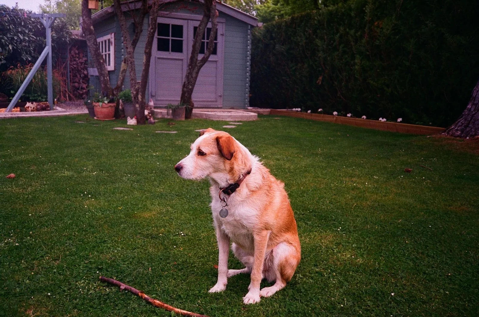 Cachorro de pelo caramelo sentado no gramado de um quintal com jardim