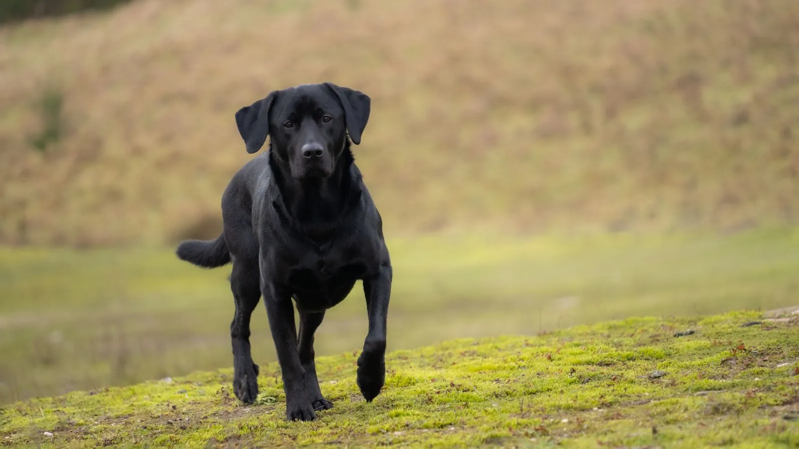 Cão labrador preto caminhando em um gramado