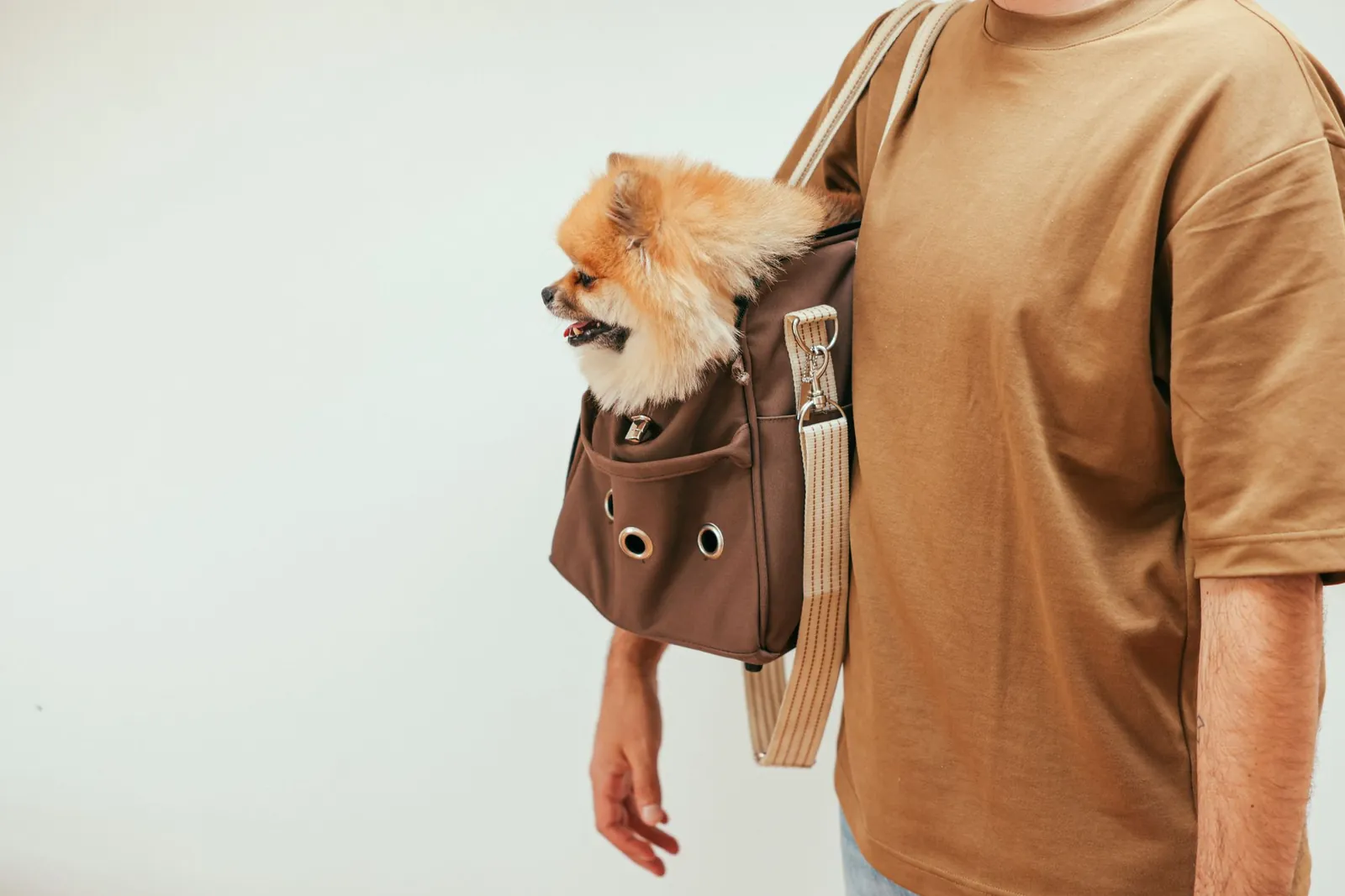 Spitz alemão dentro de uma bolsa de transporte para pets