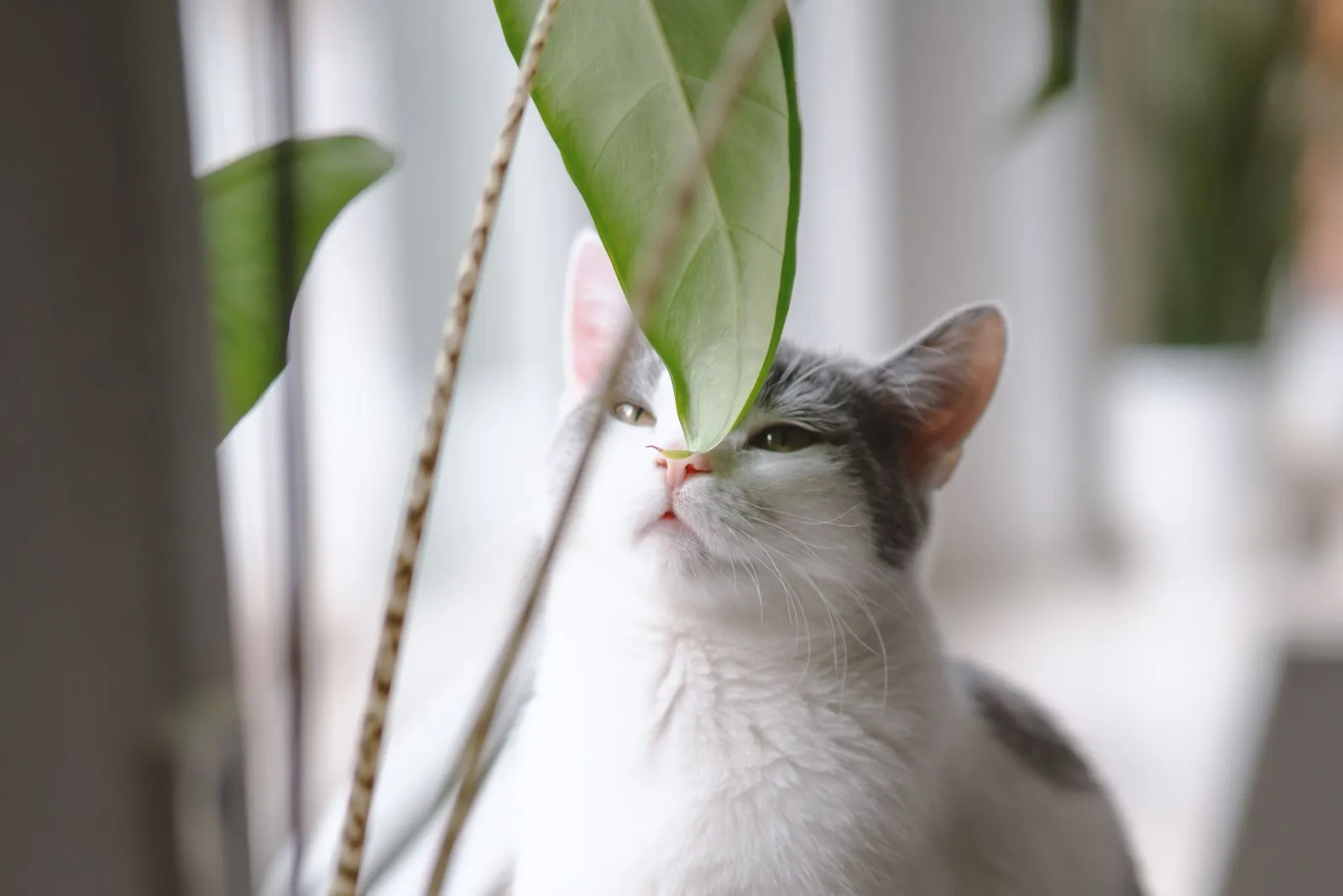 Gato branco e cinza sentado em um parapeito, cheirando a folha de uma planta de vaso