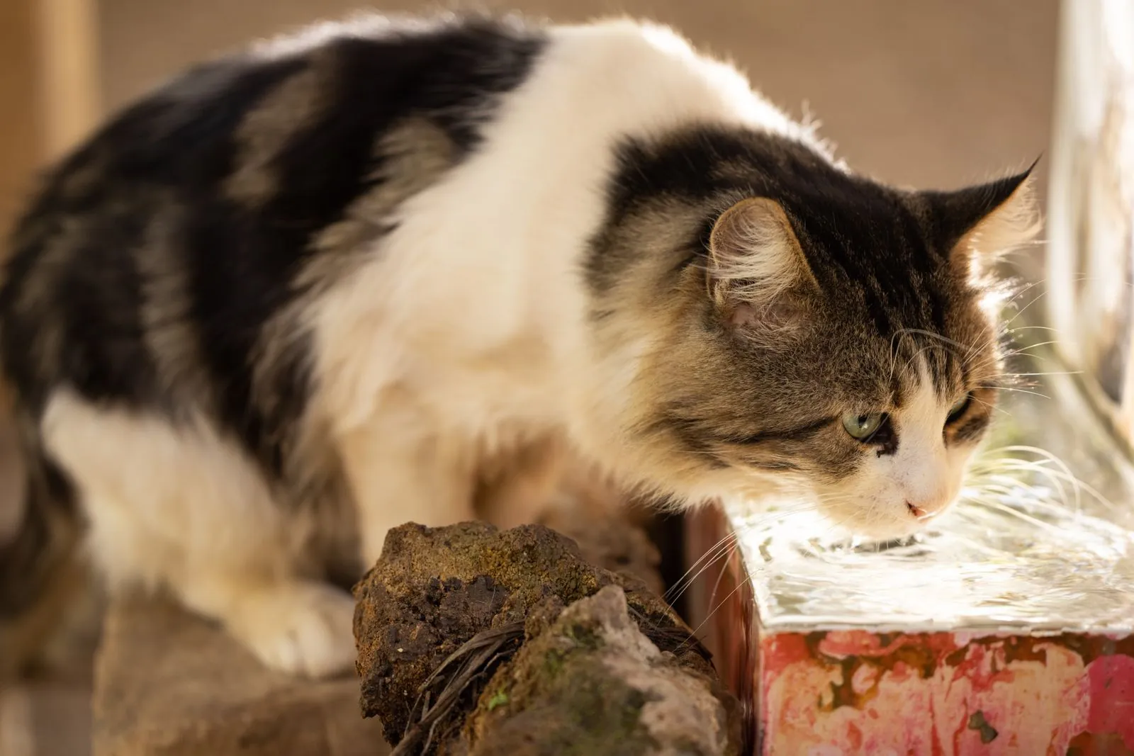 Gato bebendo água em uma fonte