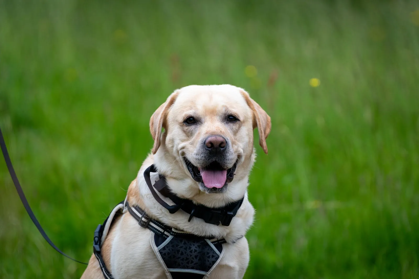Labrador claro de peitoral sorrindo, sentado na grama