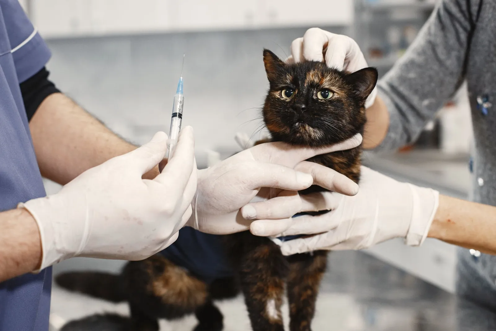 Médico-veterinário de luvas aplicando vacina em um gato