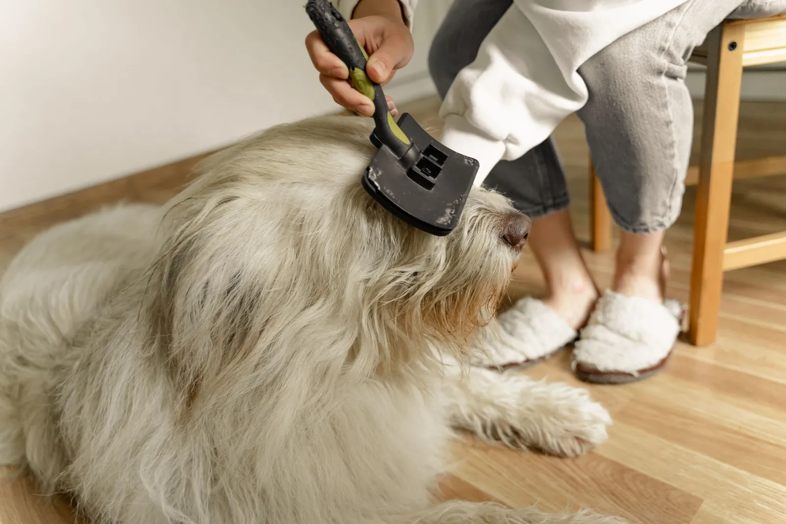 Tutor escovando o pelo de um cão em casa durante a rotina de cuidados