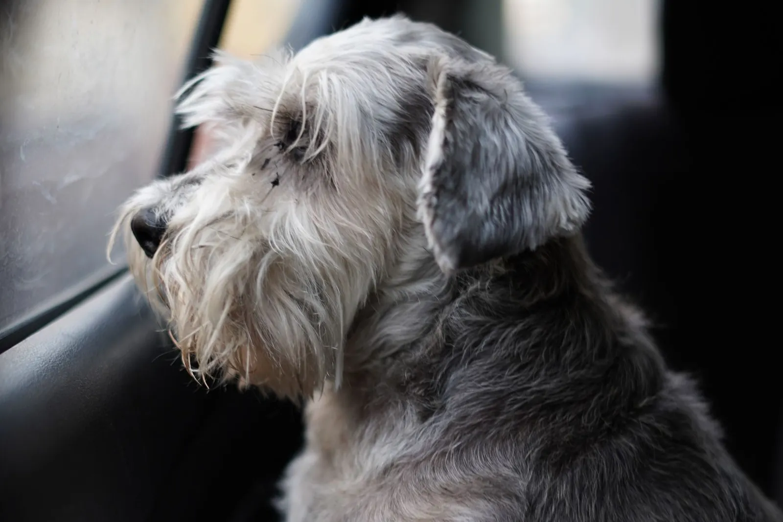 Cão schnauzer cinza olhando pela janela no banco de trás de um carro