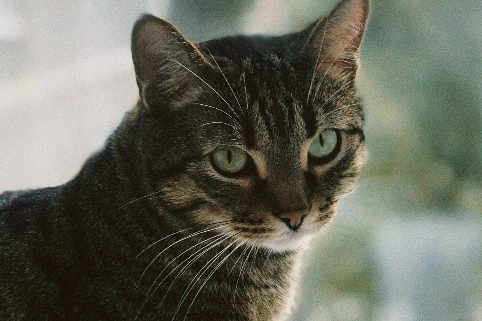 Gato tigrado de olhos claros sentado junto à janela de casa